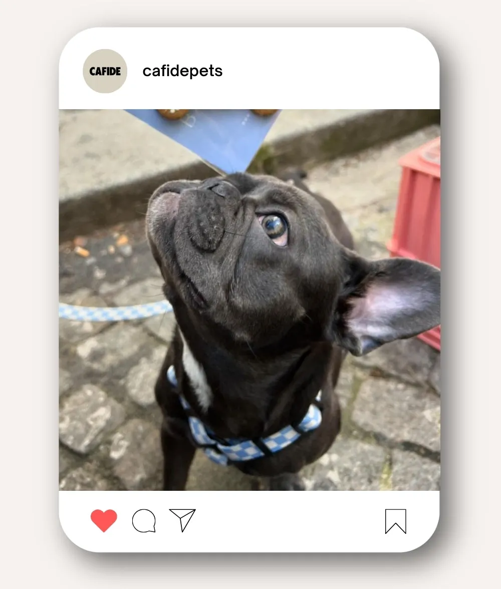 Arnés PET Reciclado Diseño Vichy Azul, Juno