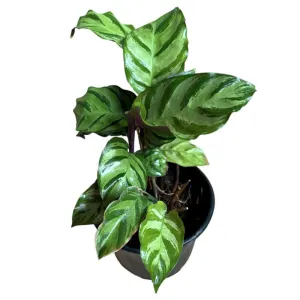 Calathea Greenstar