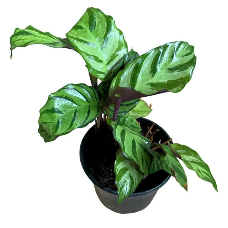 Calathea Greenstar